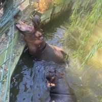 Zoo Safari in Fasano, beautiful experience 