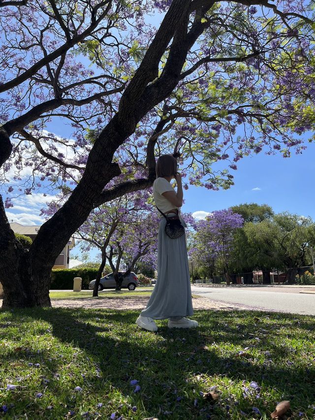 澳洲柏斯浪漫 💕藍花楹Jacaranda 💜