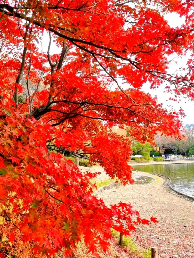 IN AWE WITH FALL FOLIAGE, SHOWA KINEN PARK