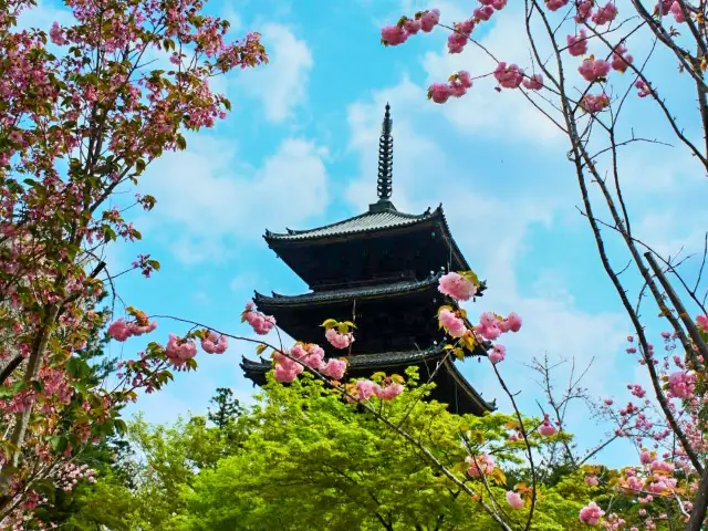 見どころ満載 仁和寺