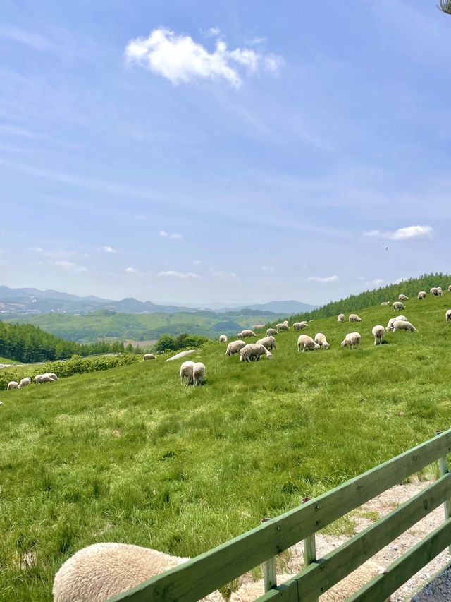 K-알프스 양떼목장 🐑🐑🤍 