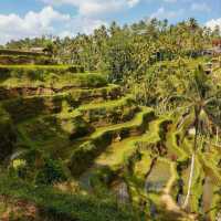 Tegallalang Rice Terrace, Bali