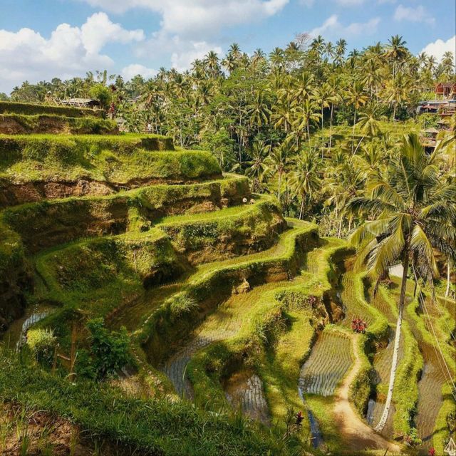 Tegallalang Rice Terrace, Bali