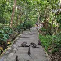 Sacred Monkey Forest Sanctuary 🐒