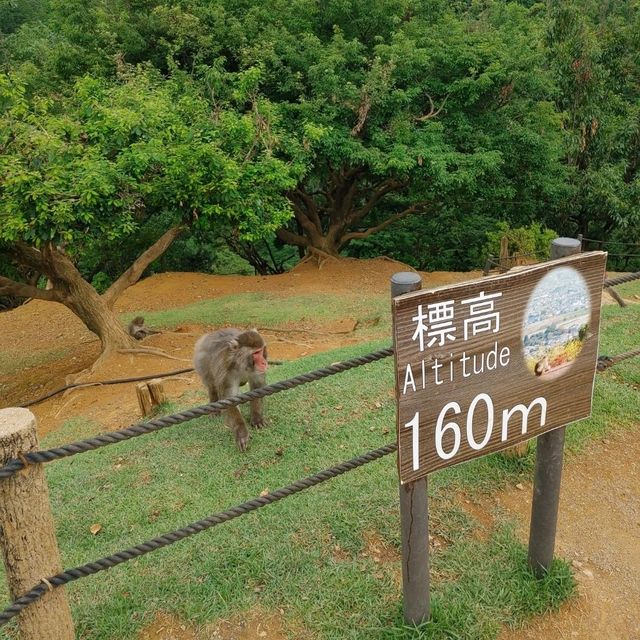 間近で可愛いおサルにエサをあげられる！