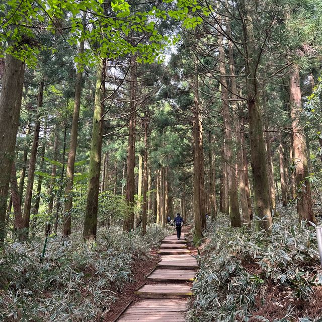 다양한 식생식물과 동물을 만날 수 있는 ⛰️ 한라산 성판악 코스
