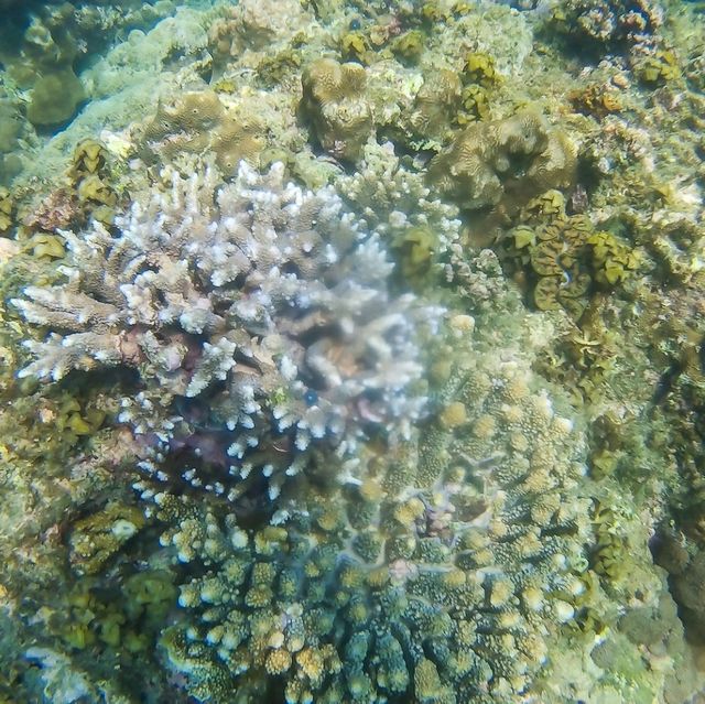 หมู่เกาะช้างเผือก