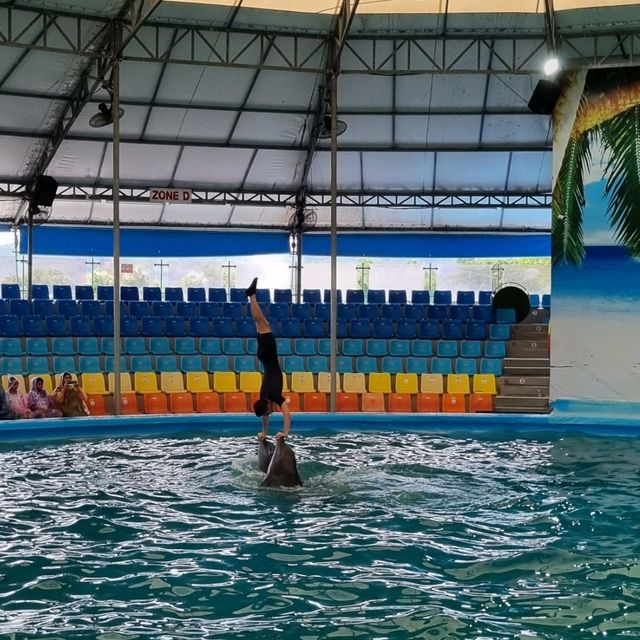 Spectacular Dolphin Show 🐬