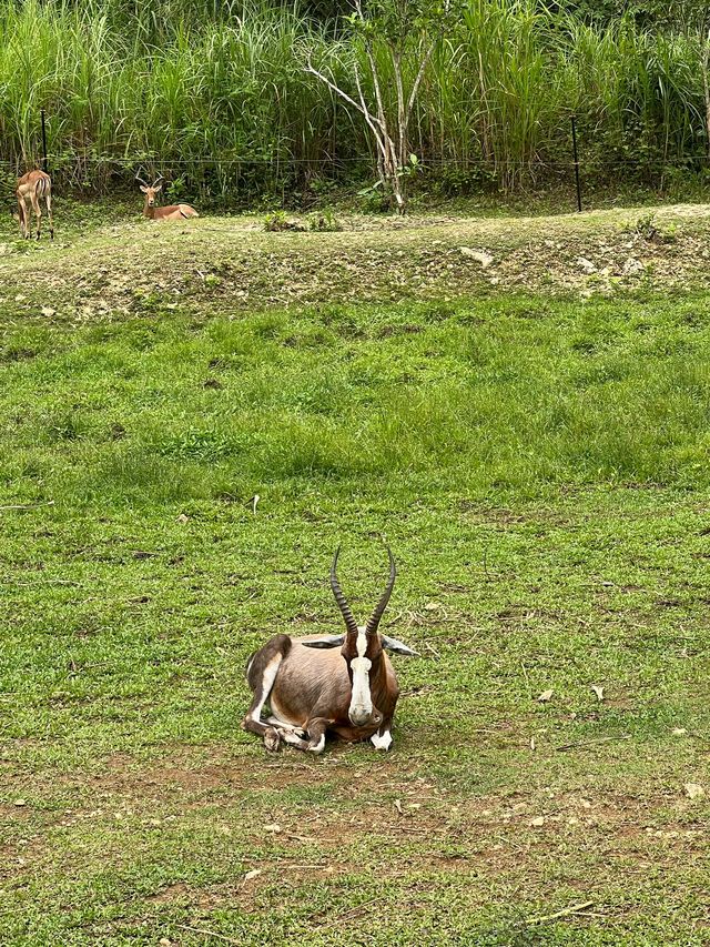 Cebu Safari