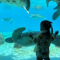 美麗海水族館～真的很美麗
