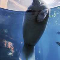 🌊🐠 海底奇幻之旅：珠海長隆海洋王國的無限樂趣 🐬