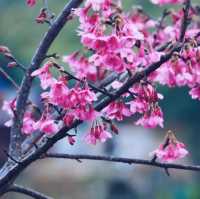 หนาวนี้ที่เขียงใหม่ หนาวสะใจที่ดอยอ่างขาง