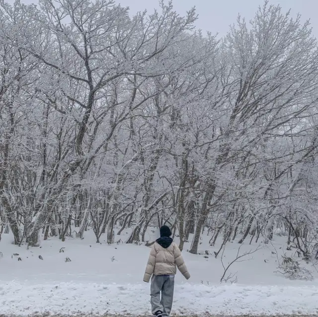 [제주도] 제주도 겨울 필수 여행지 ‘1100고지’