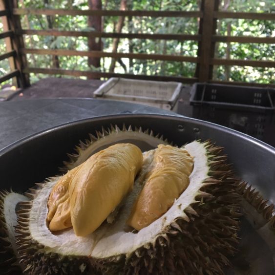 King of fruit hunting in Balik Pulau!