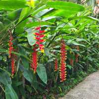 Tropical Spice Garden