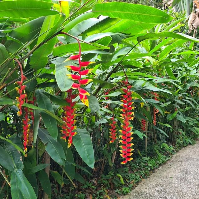 Tropical Spice Garden