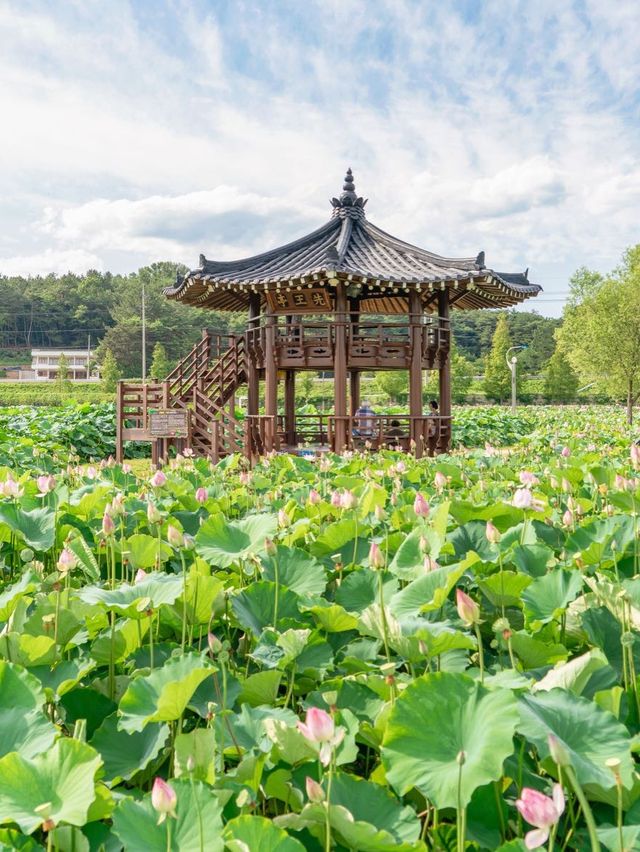 연꽃을 보고싶다면 함안으로 🪷💕