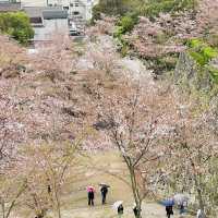 津山城（鶴山公園）賞櫻