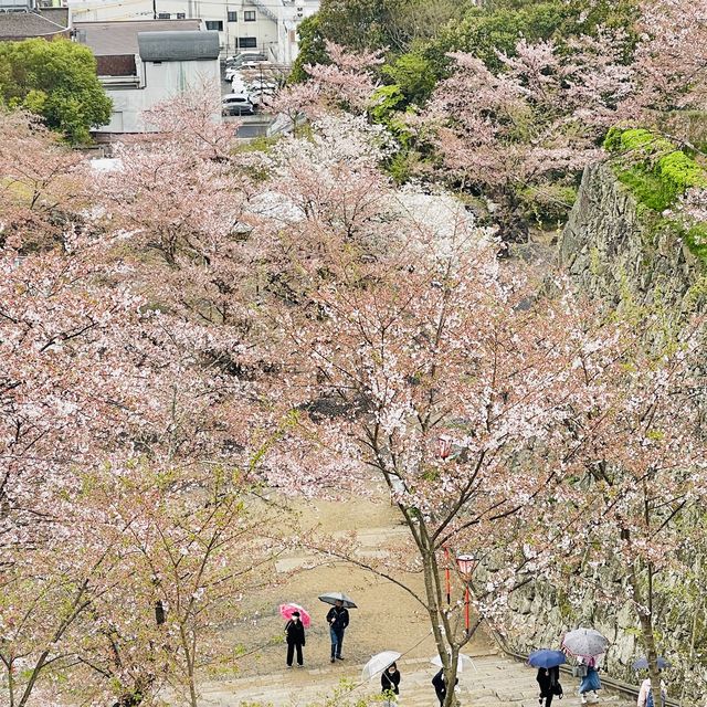 津山城（鶴山公園）賞櫻