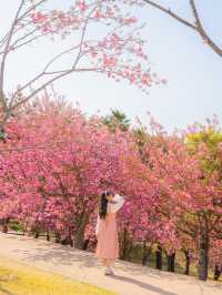 🌸현시각 국내에서 가장 예쁜 사찰 [경주, 불국사]🌿