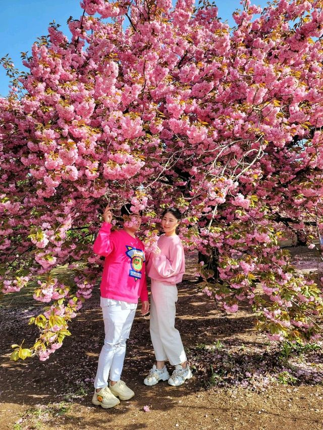 경주 불국사 겹벚꽃🌸엔딩은 이제 시작🩷