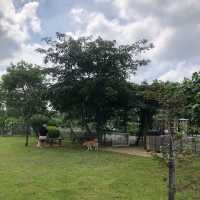 祥和Park🐕寵物公園