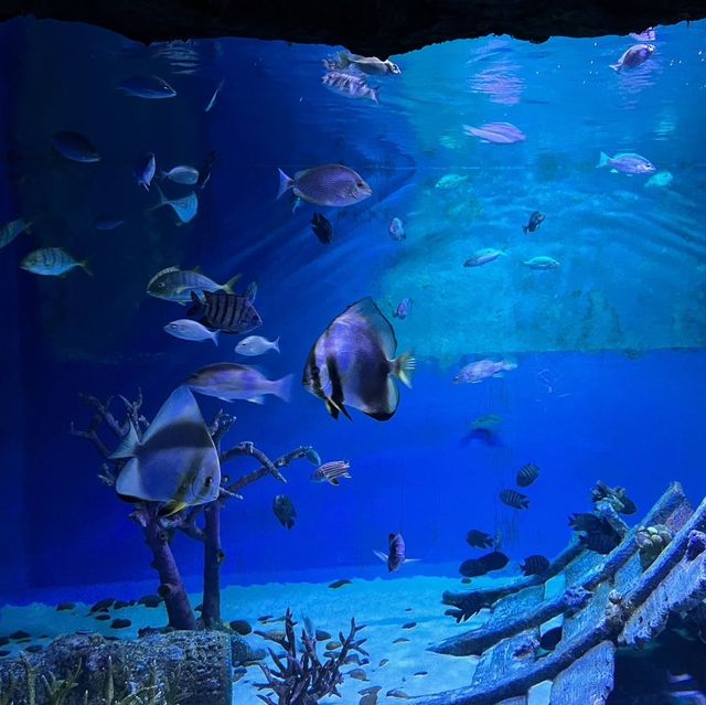  Underwater World Pattaya 🐠🐠💦