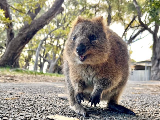 【オーストラリア・ロットネスト島】神回クオッカ特集🦘