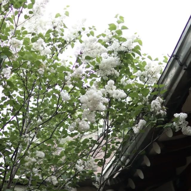 ☕️🏯 時空交錯的益善洞 🛍️🎉