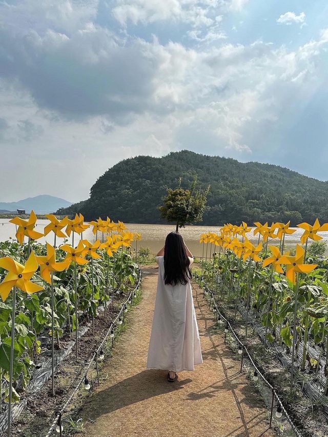 【韓国/慶州】夏はひまわり畑が見れるカフェ🌻