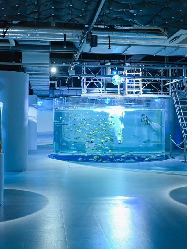 【神戸】絶対行きたい！アート×アクアリウムの美しすぎる水族館🐟