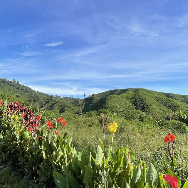 BOH Tea Centre Sungai Palas, Cameron Highland