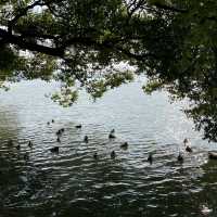 Romantic place await at dusk @ West lake, Hangzhou 