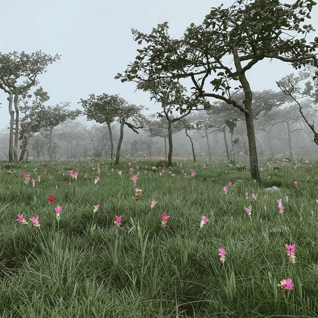 ทุ่งดอกกระเจียว ชมความสวยงามของดอกไม้แห่งหน้าฝน