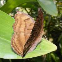 Butterfly Spotting at Hort Park SG