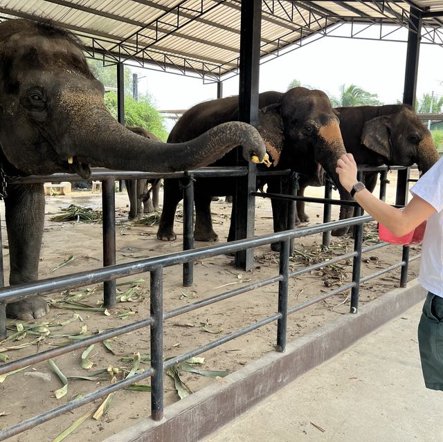 Cutest zoo - 1 hour drive from Bangkok!