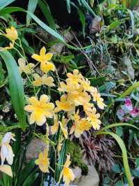 Floral beauty @National Orchid Garden