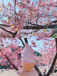 【静岡】今年のお花見はここで決まり🌸🍡【河津桜】