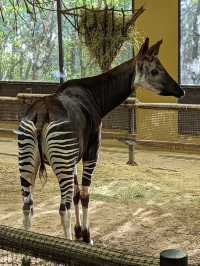 Yokohama Zoological Gardens “Zoorasia” 