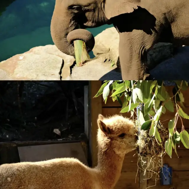 悉尼動物園 近距離接觸澳洲動物