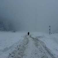 대관령에서 발견한 북해도 감성 스팟❄️