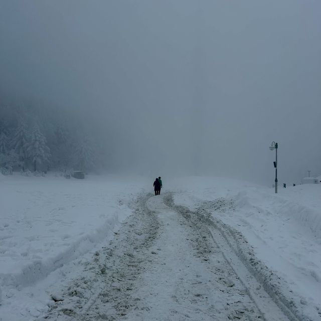대관령에서 발견한 북해도 감성 스팟❄️