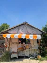 🍊 JINJU the orange farm - สวนส้มจินจู 🍊🧺🌳   🌳
