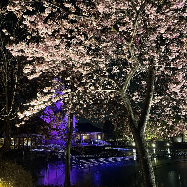 しだれ梅と河津桜の両方を楽しめる🌸