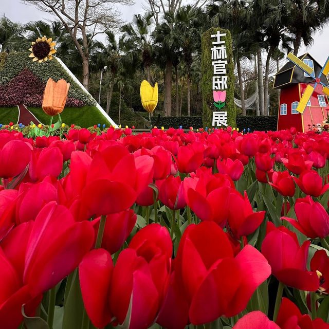 美不勝收的鬱金香花海在士林官邸🌷