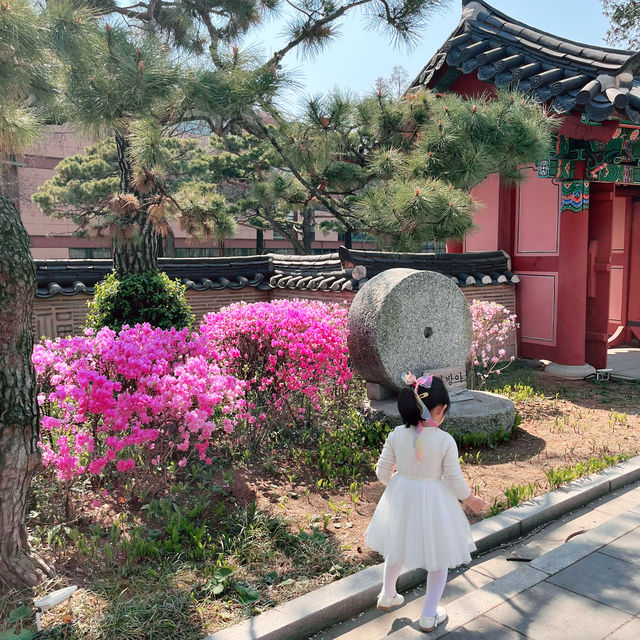 🌸숨은 벚꽃 명소, 메이필드 호텔🌸 