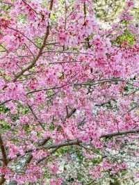 【千葉】桜の時期に訪れたくなる櫻木神社