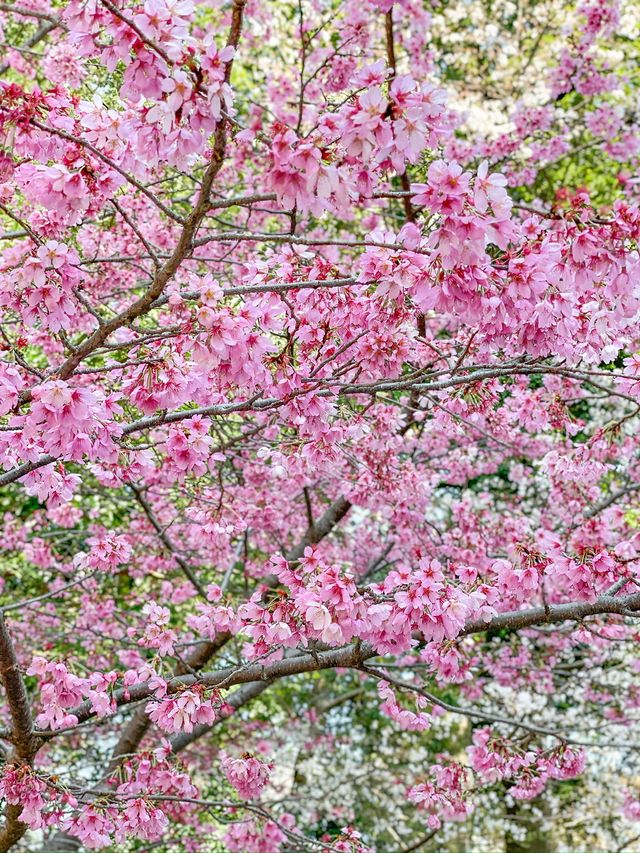 【千葉】桜の時期に訪れたくなる櫻木神社