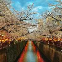 Most popular Cherry Blossom in Tokyo 