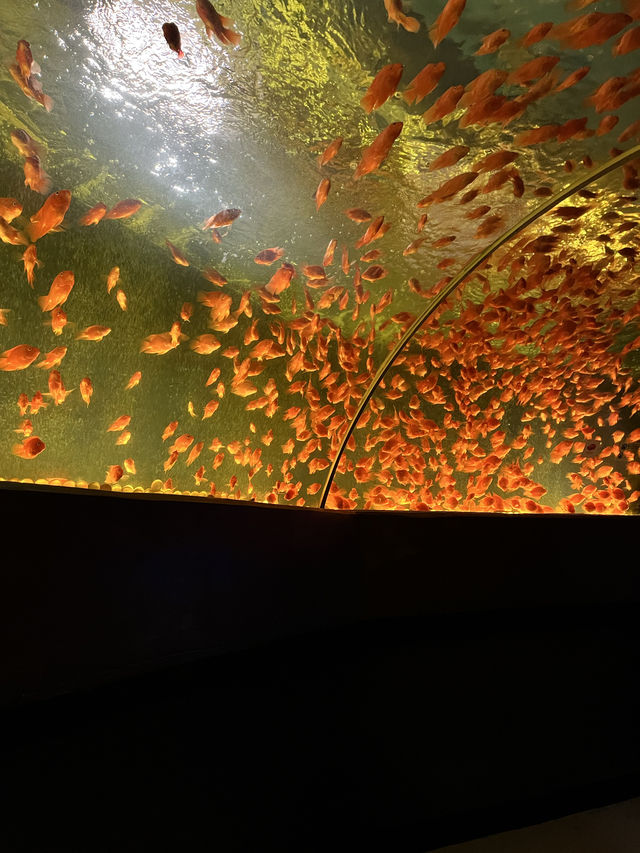 비가 오는 날 제주에서 실내 놀거리! 제주 아쿠아플라넷🐠